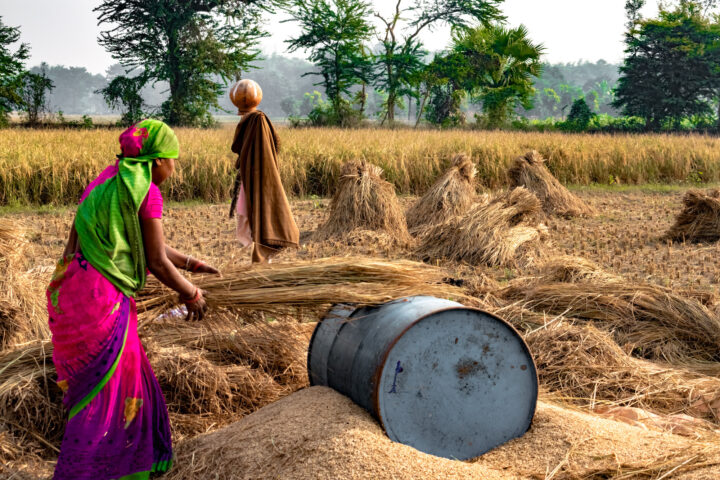 Weizenproduktion: Hitzewelle in Indien verschärft weltweite Versorgungslage