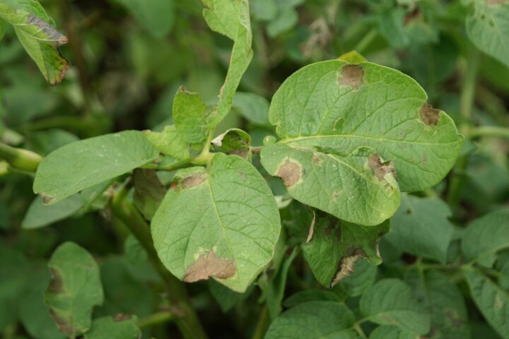 Late blight: utilising resistance from wild potatoes