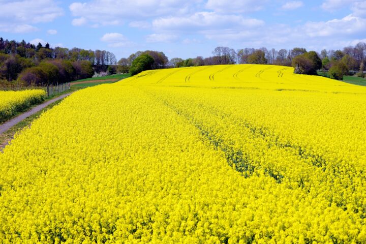 Animal feed: Domestic rapeseed instead of imported soy