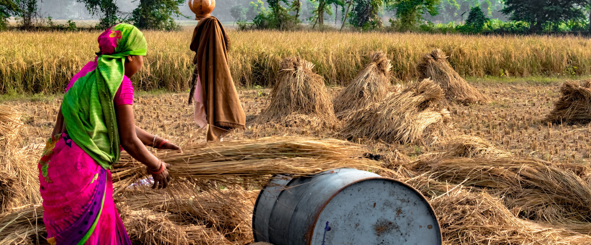 Production de blé: la vague de chaleur qui frappe l’Inde perturbe l’approvisionnement mondial