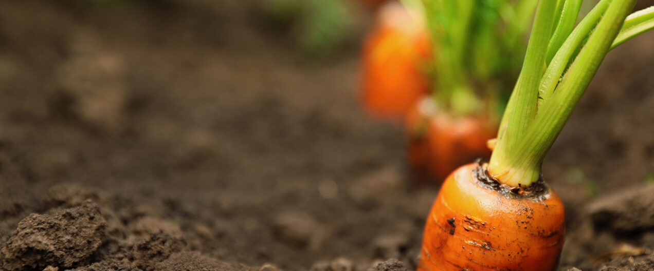 «Natürlich ist gesund, Chemie ist Gift»